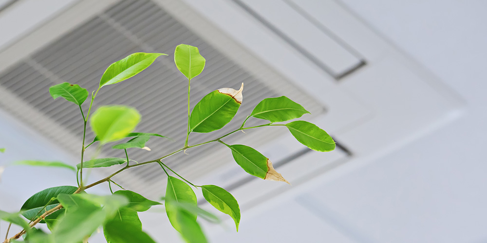 Green plant indoors